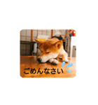 豆5（個別スタンプ：2）