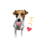 てん(♂)まる(♀)の毎日。（個別スタンプ：1）