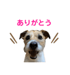 てん(♂)まる(♀)の毎日。（個別スタンプ：5）