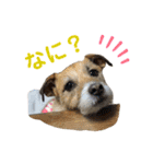 てん(♂)まる(♀)の毎日。（個別スタンプ：12）