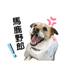 てん(♂)まる(♀)の毎日。（個別スタンプ：14）