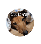 遼くん花ちゃん（個別スタンプ：10）