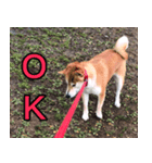 普段使うスタンプ（柴犬）（個別スタンプ：1）