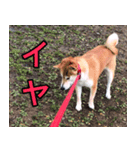 普段使うスタンプ（柴犬）（個別スタンプ：2）