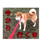 普段使うスタンプ（柴犬）（個別スタンプ：3）