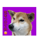 普段使うスタンプ（柴犬）（個別スタンプ：5）