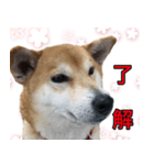 普段使うスタンプ（柴犬）（個別スタンプ：8）