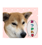 普段使うスタンプ（柴犬）（個別スタンプ：9）