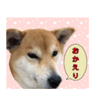 普段使うスタンプ（柴犬）（個別スタンプ：10）