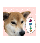 普段使うスタンプ（柴犬）（個別スタンプ：11）