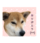 普段使うスタンプ（柴犬）（個別スタンプ：12）