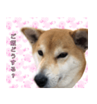 普段使うスタンプ（柴犬）（個別スタンプ：13）