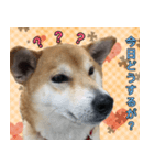 普段使うスタンプ（柴犬）（個別スタンプ：14）