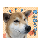 普段使うスタンプ（柴犬）（個別スタンプ：15）