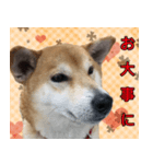 普段使うスタンプ（柴犬）（個別スタンプ：16）