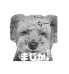 モチカピ（個別スタンプ：4）