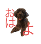 愛犬とらくがき達（個別スタンプ：1）