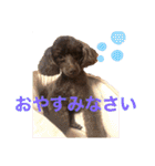 愛犬とらくがき達（個別スタンプ：9）