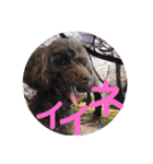 愛犬とらくがき達（個別スタンプ：10）