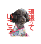 愛犬とらくがき達（個別スタンプ：13）