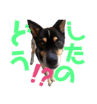 愛犬とらくがき達（個別スタンプ：17）