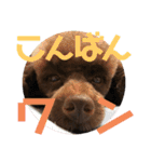 愛犬とらくがき達（個別スタンプ：18）