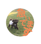 愛犬とらくがき達（個別スタンプ：19）