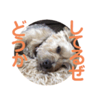 愛犬とらくがき達（個別スタンプ：21）