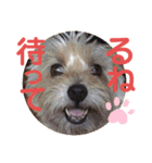 愛犬とらくがき達（個別スタンプ：23）