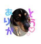 愛犬とらくがき達（個別スタンプ：24）