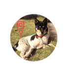 愛犬とらくがき達（個別スタンプ：25）