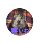 愛犬とらくがき達（個別スタンプ：26）