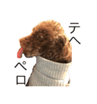愛犬とらくがき達（個別スタンプ：28）