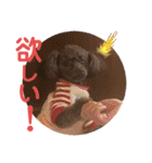 愛犬とらくがき達（個別スタンプ：29）