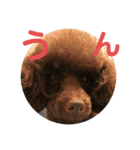 愛犬とらくがき達（個別スタンプ：31）