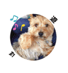 愛犬とらくがき達（個別スタンプ：35）