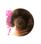 愛犬とらくがき達（個別スタンプ：37）
