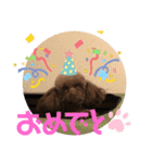 愛犬とらくがき達（個別スタンプ：40）