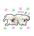 ペキニーズのハナマルヒナタロ（ヒナタロ）（個別スタンプ：17）