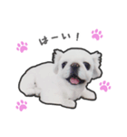 ペキニーズのハナマルヒナタロ（ヒナタロ）（個別スタンプ：18）
