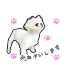 ペキニーズのハナマルヒナタロ（ヒナタロ）（個別スタンプ：20）