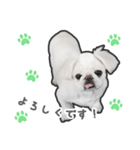 ペキニーズのハナマルヒナタロ（ヒナタロ）（個別スタンプ：21）