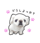ペキニーズのハナマルヒナタロ（ヒナタロ）（個別スタンプ：23）