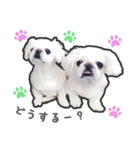 ペキニーズのハナマルヒナタロ（ヒナタロ）（個別スタンプ：24）