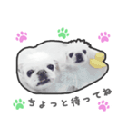 ペキニーズのハナマルヒナタロ（ヒナタロ）（個別スタンプ：27）