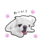 ペキニーズのハナマルヒナタロ（ヒナタロ）（個別スタンプ：30）