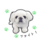 ペキニーズのハナマルヒナタロ（ヒナタロ）（個別スタンプ：35）