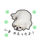ペキニーズのハナマルヒナタロ（ヒナタロ）（個別スタンプ：38）