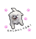 ペキニーズのハナマルヒナタロ（ヒナタロ）（個別スタンプ：39）