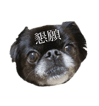 ブサカワ犬のスタンプ（個別スタンプ：2）